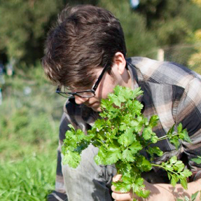 Student pulling cilantro