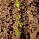 soil